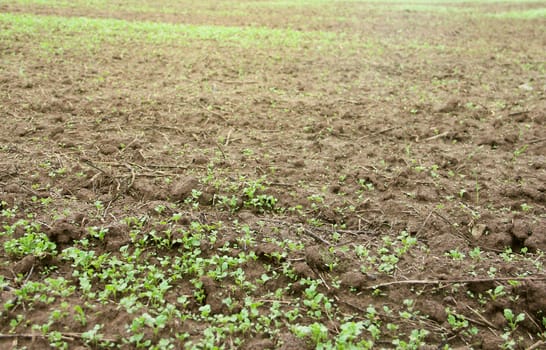 Close-up of green seedlings growing out of soil