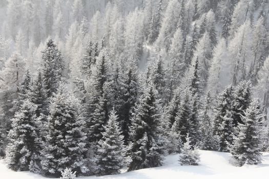 Winter forest in mountains with snowy firs