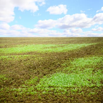 Field with small seedlings  under blue sky