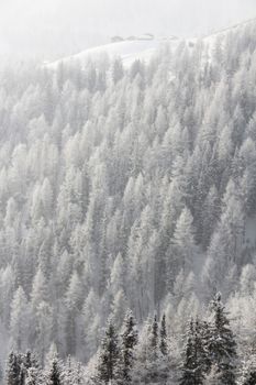 Winter forest in mountains with snowy firs