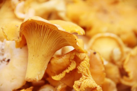 Orange fresh raw chanterelle mushroom background macro close-up