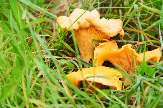 Chanterelle mushrooms growing in the grass macro close-up