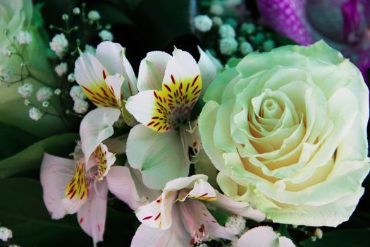 Bunch of different flowers close up background