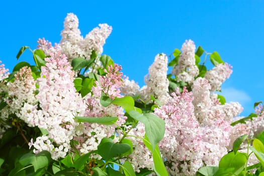 Pink Lilac on a background of bright blue sky