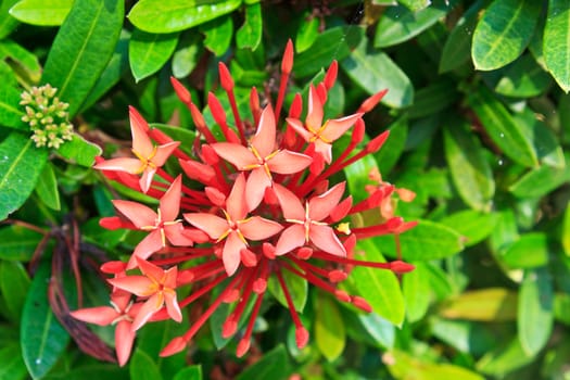 Red ixora coccinea flower,Close-up.