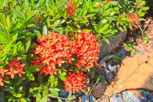 red ixora coccinea flower,Close-up.