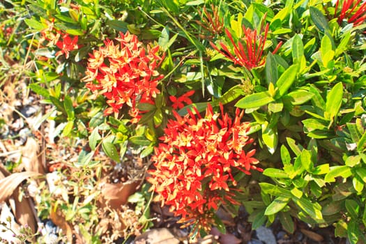 red ixora coccinea flower,Close-up.