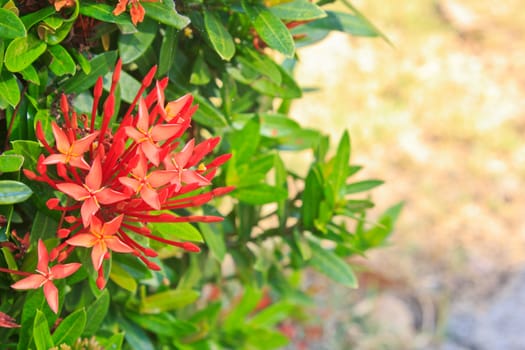 Red ixora coccinea flower,Close-up.