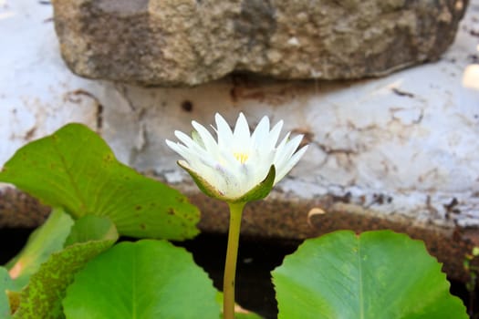 White lotus very beautiful flower