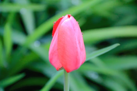 Image of one single tulip on green background