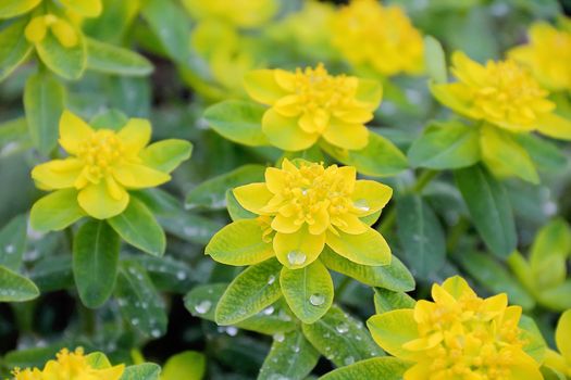 Summer image of yellow flower on green background