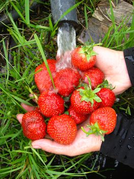 process of washing of the fresh  strawberry