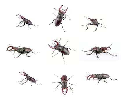 Photo montage of nine images of the male stag beetle, isolated on a white background