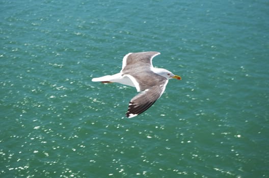 Herring gull floats on the breeze