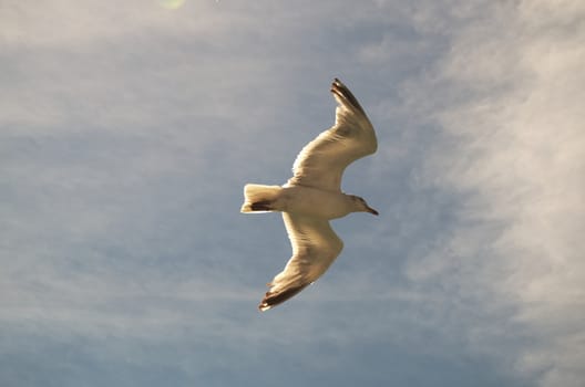 Herring gull floats on the breeze