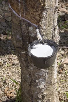 Latex collected in a cup from a rubber tree in Phuket, Thailand