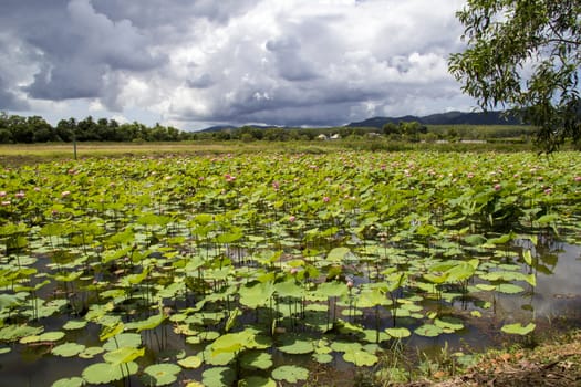 Lotus flower plants in lake on Phuket, Thailand,water