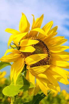 Sunflower on a background of blue sky.