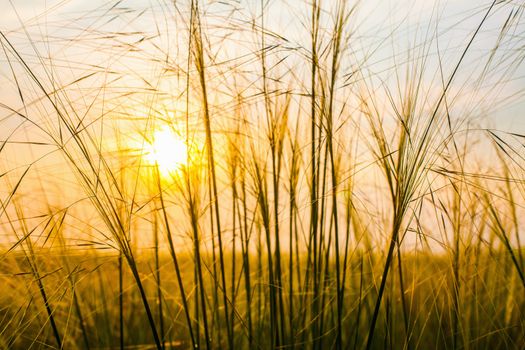 Sunset on the field, the grass lit by the sun