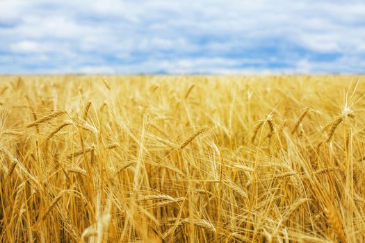 Wheat field and blue sky