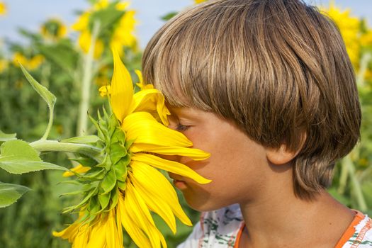 boy in summer colorful garden sniffing sunflower