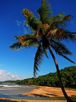 Palm tree on a beach, Playa El Limon, Dominican Republic