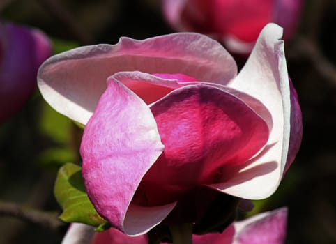 close up of magnolia tree bloom