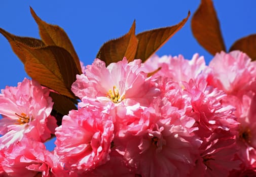 close up of pink cherry tree blossom