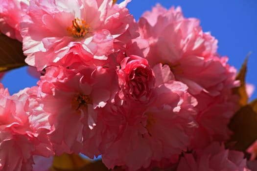 close up of pink cherry tree blossom