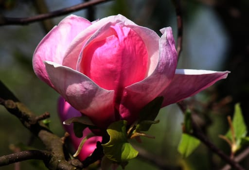 close up of magnolia tree bloom