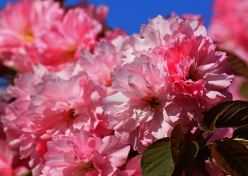 close up of pink cherry tree blossom