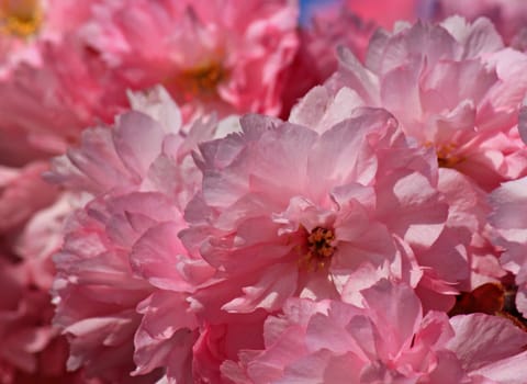 close up of pink japanese cherry tree blossom