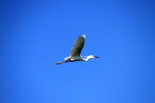 Beautiful white egret bird flying in deep blue sky