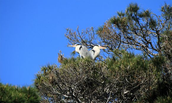 Two herons standingquietly back to back in a tree by beautiful weather