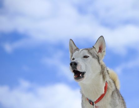 Siberian husky dog wearing red necklace barking and cloudy sky background