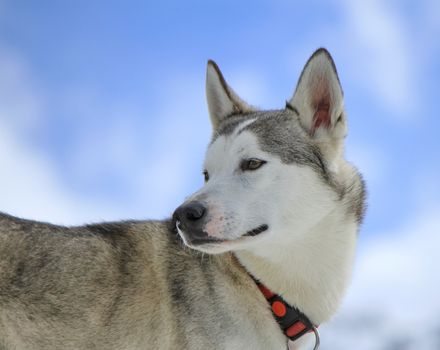 Siberian husky dog wearing black and red necklace turning head back and cloudy sky background