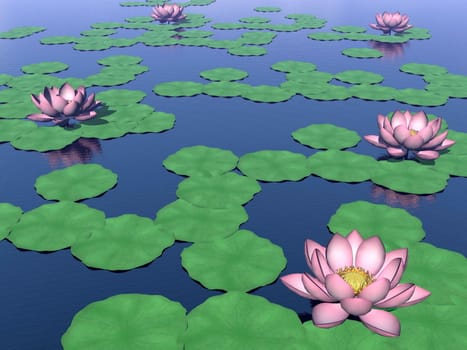 Several beautiful lotus flowers and green leaves on water