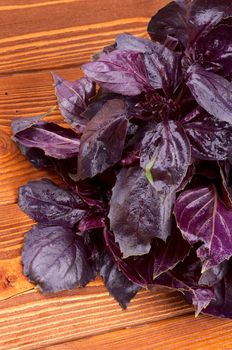 Bunch of Perfect Fresh Purple Basil Leaves closeup on Wooden Background