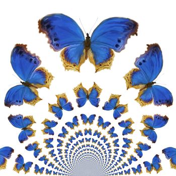 Digital Painting of kaleidoscopic Butterflies