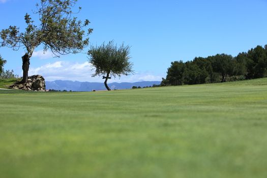 Deserted background image of manicured lush green grass on a fairway on a golf course