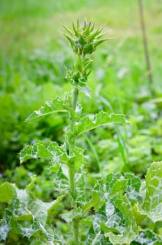 thistle