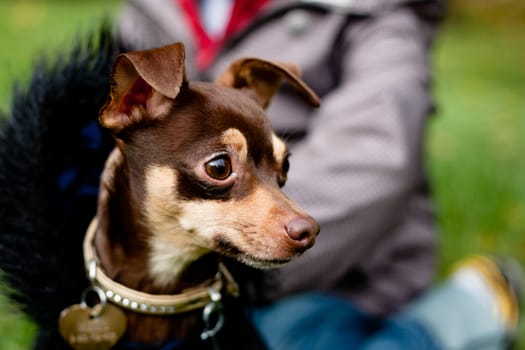 Sitting toy terrier in black coat in front of a person on a green grass
