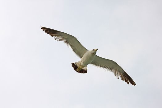 Close up of flying sea gull