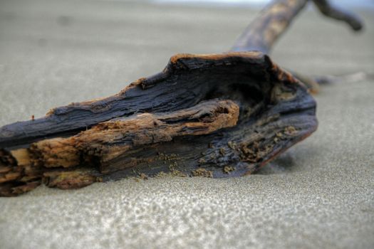 Drift wood found on a sandy beach