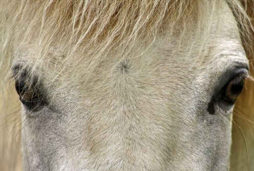 Close up view of a white horse's eyes