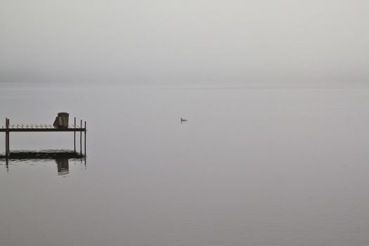 Loon on a calm foggy lake early in the morning