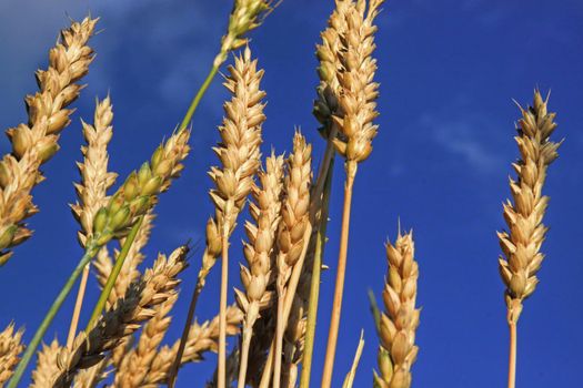 Wheat stems taken on a blue sky background