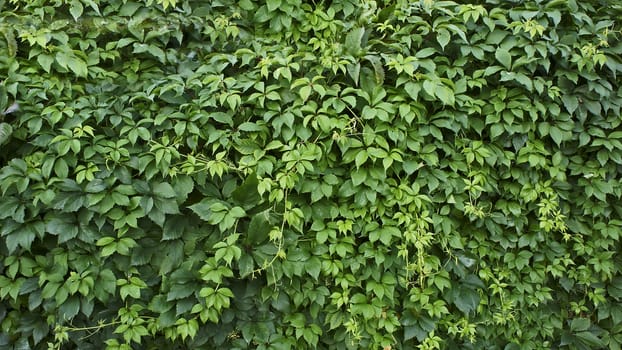 green leaf background,clambering plant                      