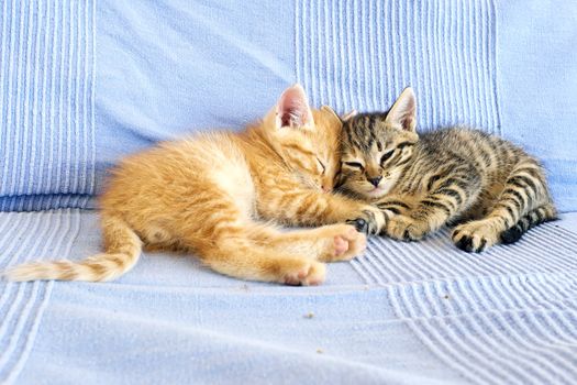 Little kittens on a couch