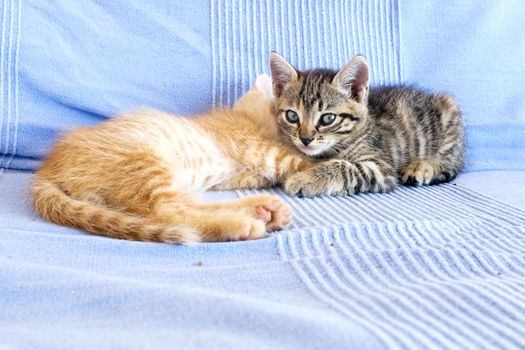 Little kittens on a couch